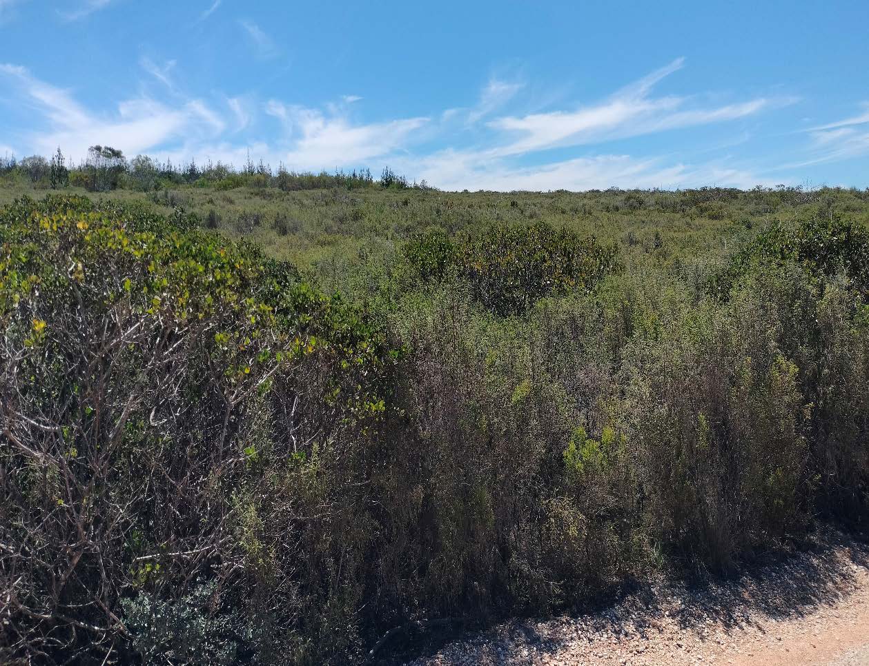 Knysna Sand Fynbos vegetation across Portion 59.