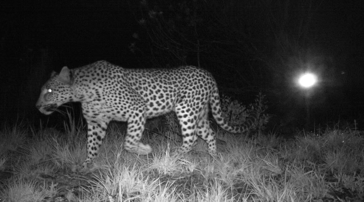 Leopard photographed at night by a camera trap adjacent to the Brakkloof site.